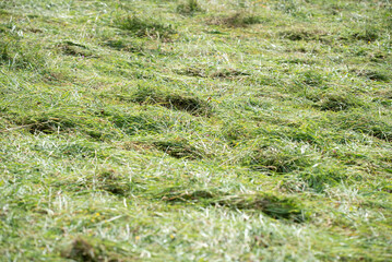 Gemähtes Gras (Landwirtschaft)
