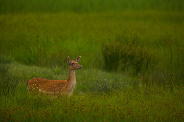 Fallow deer in Aiguamolls De L'Emporda Nature Reserve, Spain