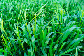 Obraz premium young green wheaten sprouts closeup for background, view from above