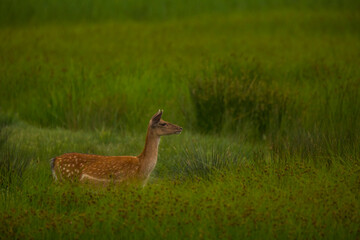Fallow deer in Aiguamolls De L'Emporda Nature Reserve, Spain