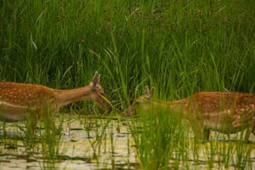 Fallow deer in Aiguamolls De L'Emporda Nature Reserve, Spain