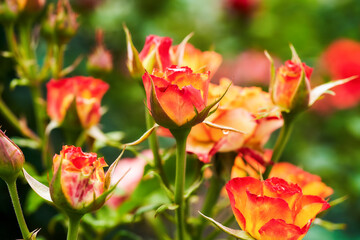 Obraz premium Beautiful roses growing in the front garden of the city park on a bright sunny day. Blurred background. Close-up.