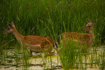 Fallow deer in Aiguamolls De L'Emporda Nature Reserve, Spain © Alberto Gonzalez 