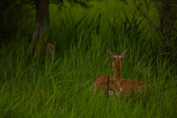 Fallow deer in Aiguamolls De L'Emporda Nature Reserve, Spain
