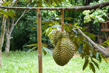 Raw fresh durian fruit on the tree with bamboo supporting its branches.
