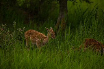 Fallow deer in Aiguamolls De L'Emporda Nature Reserve, Spain © Alberto Gonzalez 