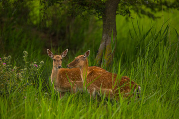Fallow deer in Aiguamolls De L'Emporda Nature Reserve, Spain