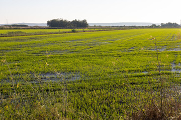 rice crops in the countryside of Oristano, Sardinia, Italy, Europe