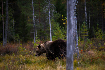 Obraz na płótnie Canvas Brown bear in Kuusamo, Lapland, Finland