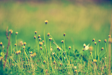 Fototapeta premium grass and flowers