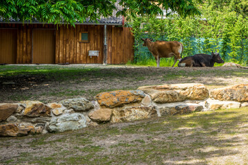 Snapshot from the The Aktiengesellschaft Cologne Zoological Garden in Cologne, VIEW OF A cow grazing