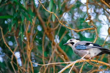 beautiful bird close-up on a tree among the foliage