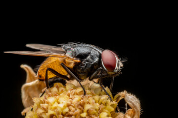 fly on flower