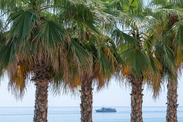 palm trees on the background of the sea and the blue sky