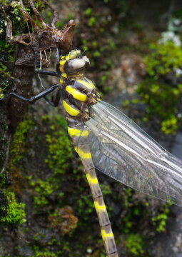 2 Best ヤンマ Images Stock Photos Vectors Adobe Stock