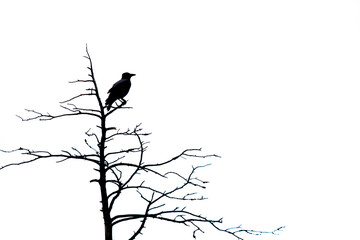 Raven in autumn in Lapland, northern Finland
