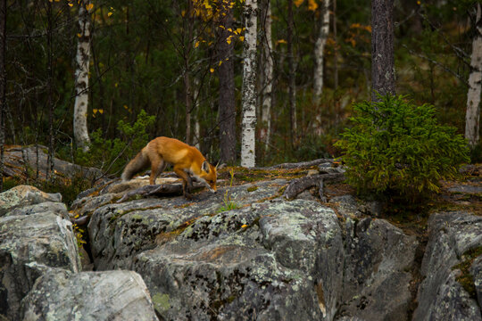 Redfox 画像 - 参照 661 Stock 写真、ベクターおよびビデオ | Adobe Stock