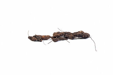 Cyperus rotundus dried Herbs Nut grass also called java grass, coco grass.