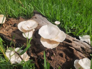 Wild white fungus. Fungus on Decaying tree Wood. Bracket fungus on tree bark. A fungus is any...