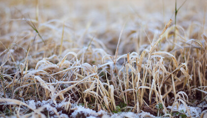 Fototapeta premium high dry frozen grass in the frost in the field early autumn cold morning