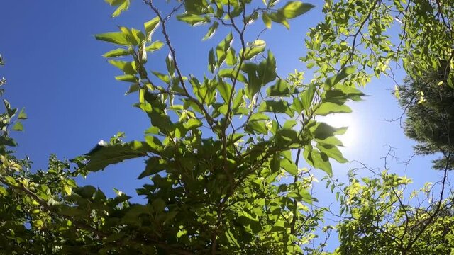 foglie, rami, albero, luce solare, raggi di luce, sole