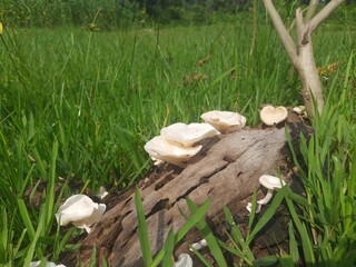Wild white fungus. Fungus on Decaying tree Wood. Bracket fungus on tree bark. A fungus is any...