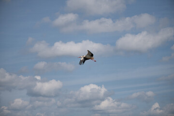 The white stork flies beautifully over the pasture.