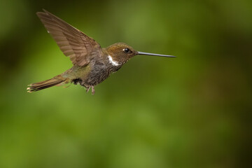 Fototapeta na wymiar Brauner Andenkolibri (brown inca) Ecuador