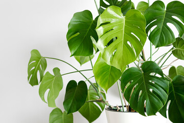 Monstera deliciosa or Swiss cheese plant in a white flower pot stands on a white wood table