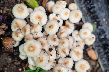 Natural white mushroom, fungi on the floor