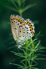 small spotted butterfly sits on a green leaf of a plant on a green background during the day