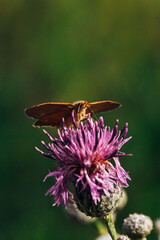 orange butterfly drinks nectar sitting on a large purple flower on a green background