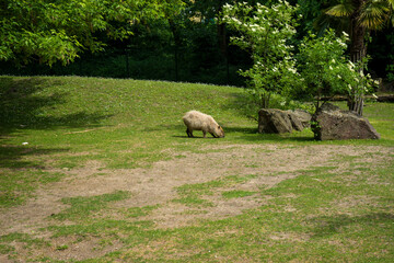 Obraz premium Snapshot from the The Aktiengesellschaft Cologne Zoological Garden in Cologne, SHEEP IN A FIELD
