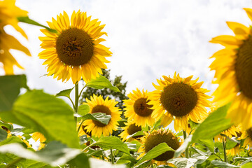 Fototapeta premium sunflower
