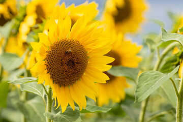 sunflower