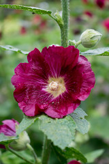 Stockrose - Malve in pink