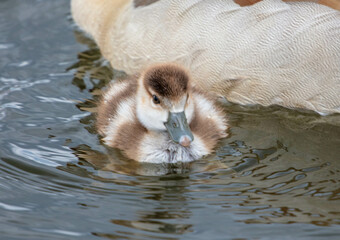 Egyptian Goose with her Goslings