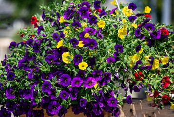 Beautiful bush of purple petunia in a flower pot on the market.