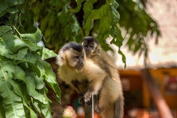Brazilian Capuchin monkey (Sapajus) Mother with her Son in Bonito, State of Mato Grosso do Sul, Brazil