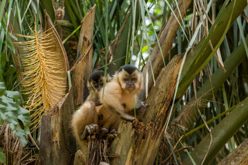 Brazilian Capuchin monkey (Sapajus) Mother with her Son in Bonito, State of Mato Grosso do Sul, Brazil