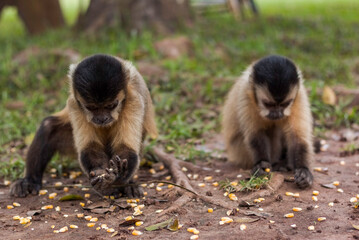 Two Brazilian Capuchin monkeys (Sapajus) Picking Corn Seeds from the Ground in Bonito, State of Mato Grosso do Sul, Brazil