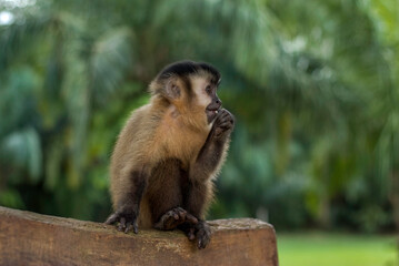 Brazilian Capuchin monkey (Sapajus) Sitting Eating a Corn Seed in Bonito, State of Mato Grosso do Sul, Brazil
