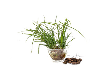 Cyperus rotundus isolated white background