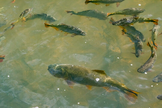 Brazilian Wild Dorado (Salminus brasiliensis) and Brycon (Brycon hilarii) Fishes in a River