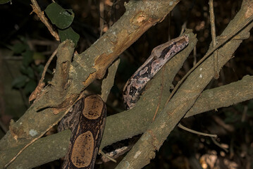 Brazilian Red-Tailed Boa (Boa constrictor) in Rio de Janeiro, Brazil