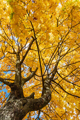 Maple crown in autumn. Yellow leaves on the tree in October. Bright autumn.