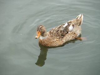 Pato en lago