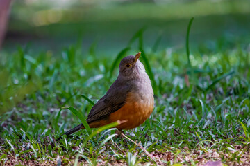 Turdus rufiventris (Rufous-bellied Thrush) Bird on the Grass in Jardim Botanico of Rio de Janeiro, Brazil