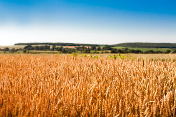 Ripe wheat field and blue sky. Harvesting concept. Copy space.