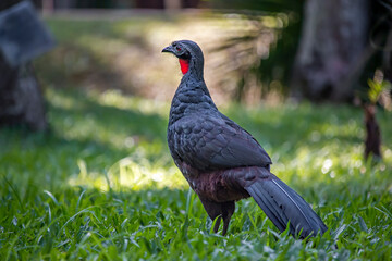 Rusty-margined Guan (Penelope superciliaris) on the Grass in Rio de Janeiro, Brazil
